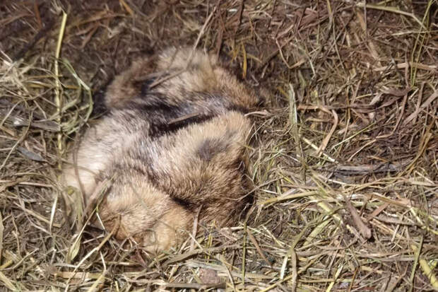 Сурок Филимон из Ленобласти не проснулся в День сурка впервые за 10 лет