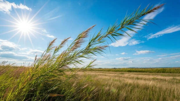 Рентабельность выращивания пшеницы в Ростовской области упала в десять раз  