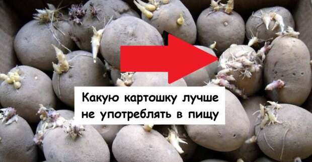 Какую картошку лучше не употреблять в пищу