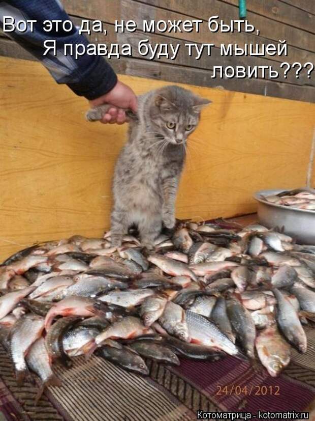 Котоматрица: Вот это да, не может быть,  Я правда буду тут мышей  ловить???