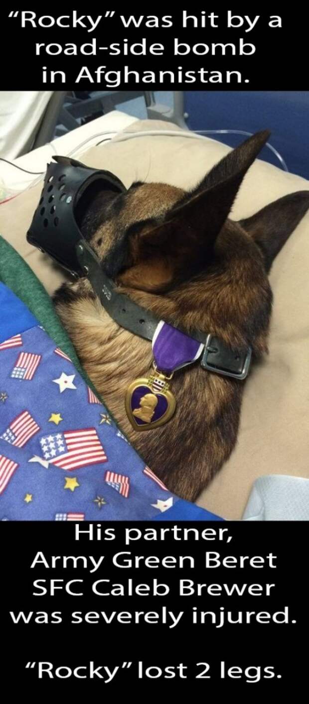 service dog memes always bring out the smiles 21 Service dog memes always bring out the smiles (40 Photos)