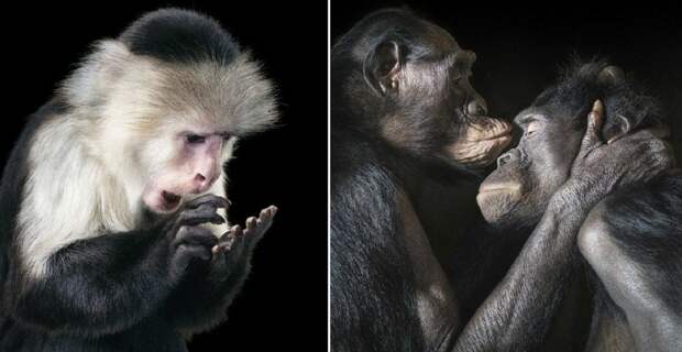 8. Фото из серии «Больше чем человек» (Tim Flach)