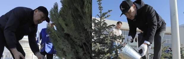 Сосны и дубы: у музея Абиша Кекильбаева в Актау высадили 100 деревьев