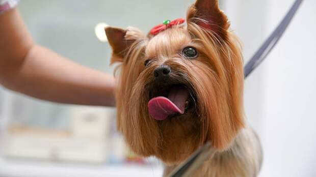 Ветеринар призвал вакцинировать собак от бешенства с наступлением весны