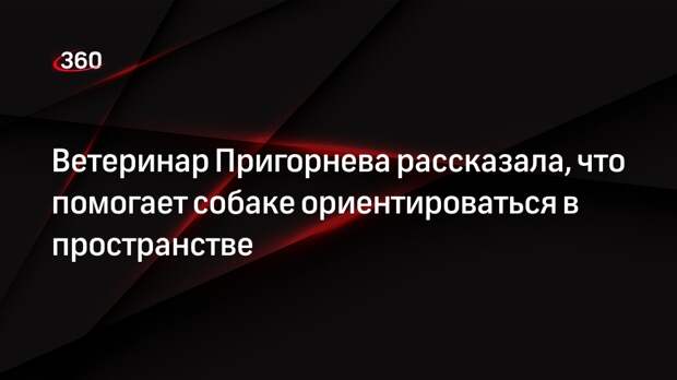 Ветеринар Пригорнева рассказала, что помогает собаке ориентироваться в пространстве
