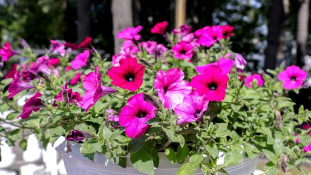 Взошла и упала: почему петуния ложится в первый же день и как это исправить