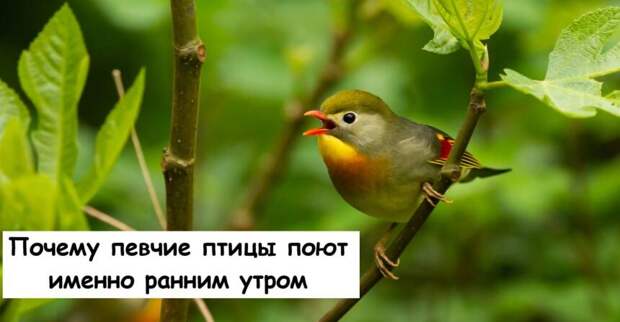 Почему певчие птицы поют именно ранним утром