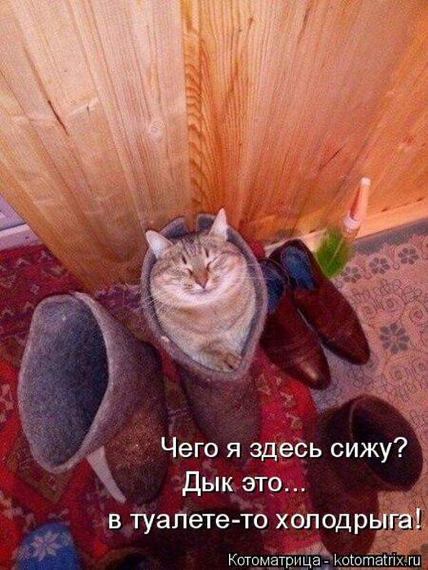 Лучшие котоматрицы недели (50 фото)