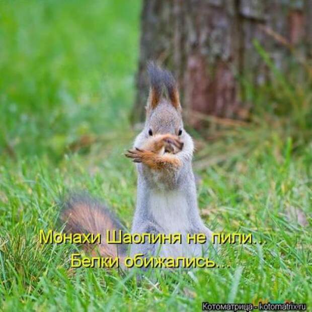 Котоматрицы (картинки с подписями)
