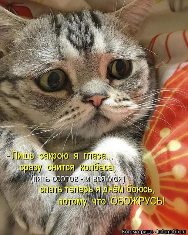 Самые свежие котоматрицы