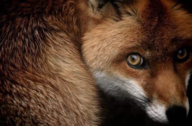 Проницательные глаза лисы. животные, фото, это интересно