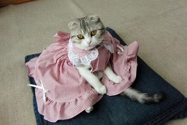 Одежда для кошек