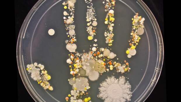 Почему бактерии влияют на поведение. 7 фактов о микрофлоре