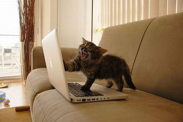 These Funny Animals (39 pics) - Picture #38 - Izismile.com
