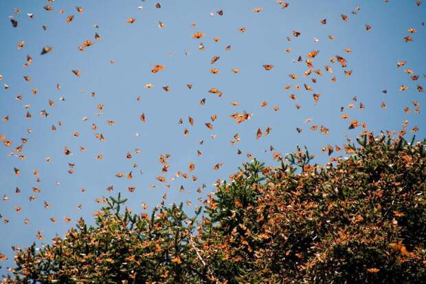 Миллиард бабочек в одном месте на Земле: заповедник бабочки монарх в Мексике