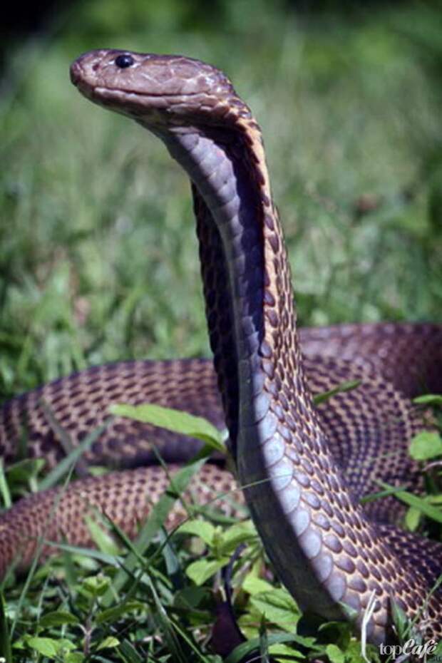 филиппинская кобра. CC0