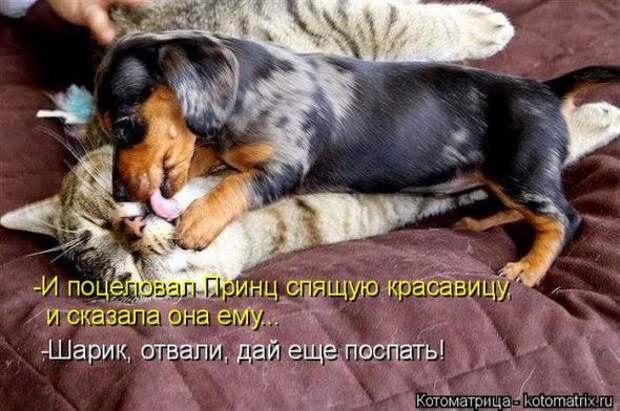 Котоматрицы (картинки с надписями)