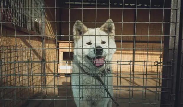 В СНТ около Тюмени люди боятся выходить из дома из-за собак