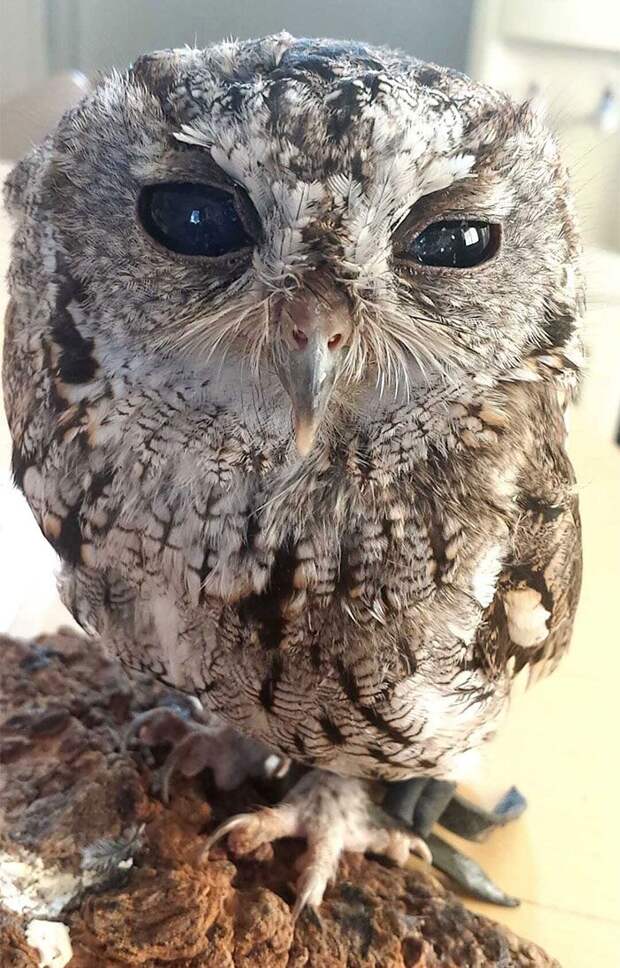 Зевс сова с космосом в глазах, Zeus owl