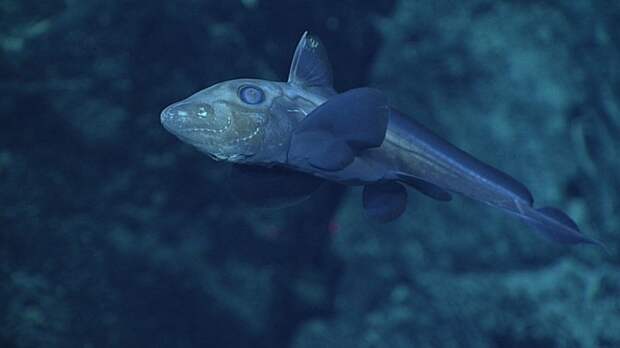 Химера, или рыба-привидение, на глубине около 1850 метров. Тихого океана, снимки