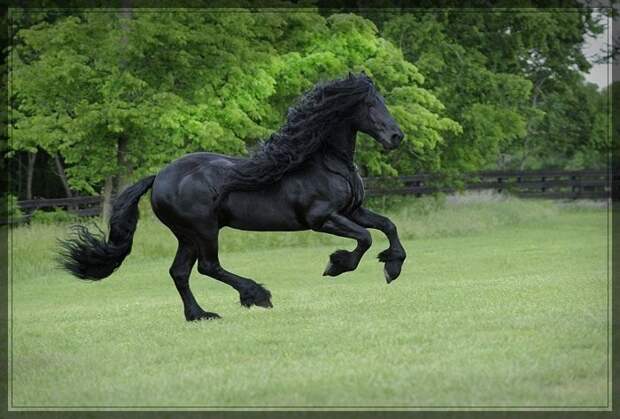 Красивый конь Фридрих Великий животные, факты