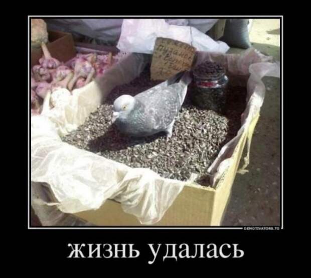 Свежие демотиваторы (26 шт)