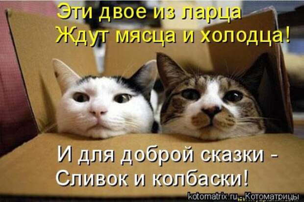 Свежая и прикольная котоматрица (32 фото)