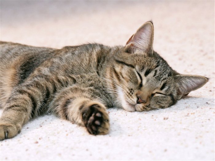 Коты,кошки,котята...