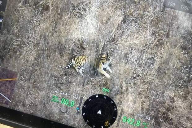 Занесенный в Красную книгу амурский тигр попал под колеса машины в Приморье