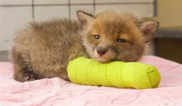 animals-in-tiny-casts-41-5800a403a5c77__605