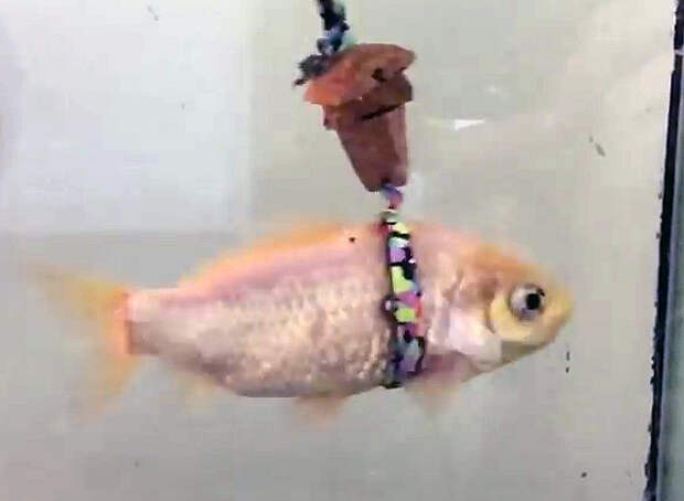 Рыбка от старости уже не могла плавать. Тогда её хозяин придумал гениальную идею...