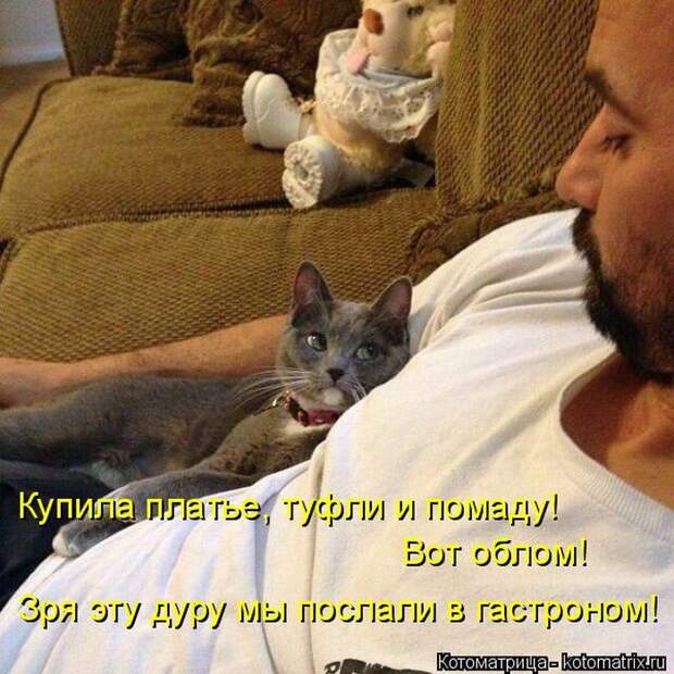 Лучшие котоматрицы недели (50 фото)