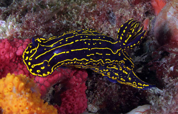 Самые необычные морские существа  животные, морские обитатели, необычные, факты