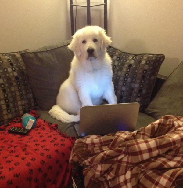 Great Pyrenees | It's Dog or Nothing