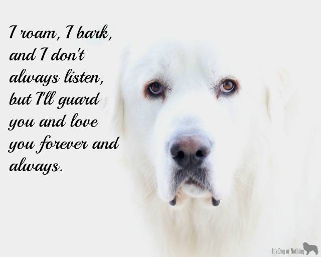 Great Pyrenees | It's Dog or Nothing