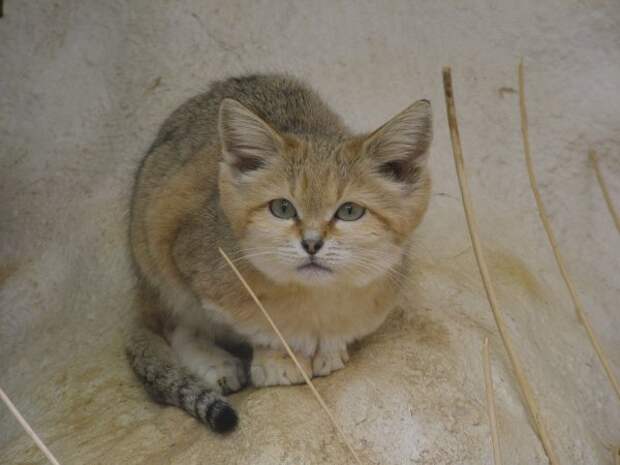 Барханная кошка (Felis margarita)