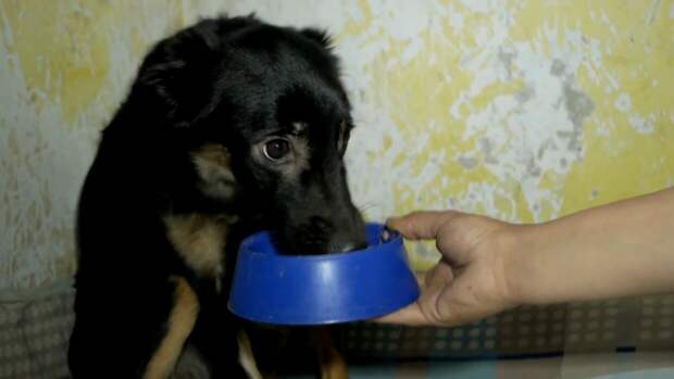 Волонтеры спасли щенка, который погибал в запертой квартире. ФАН-ТВ
