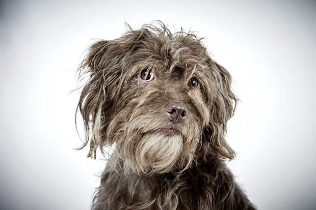 fashion-photographer-helps-abandoned-dogs-find-forever-homes-581c475ea2879-jpeg__700