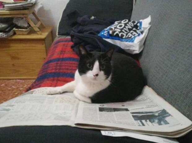 Этот кот регулярно читает новости и всегда имеет мнение о текущих событиях животные, коты, прикол