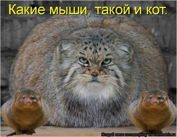 Мысли вслух :)