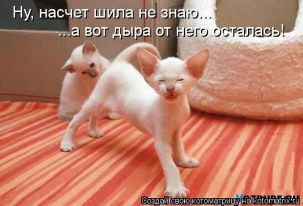 Котоматрицы(картинки с надписями)