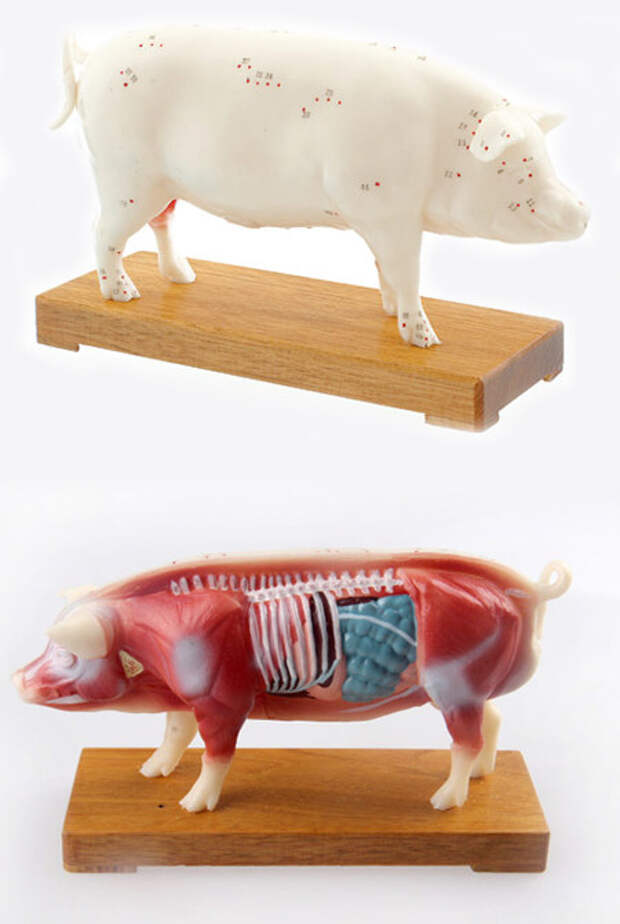 Acupuncture Pig Model
