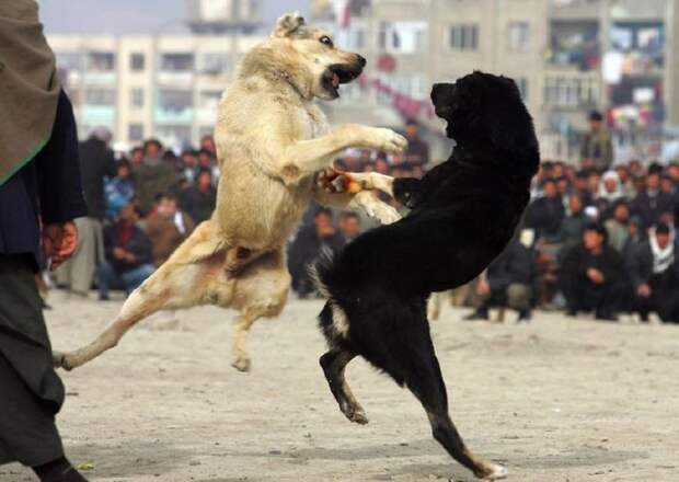 Собачьи бои в афганистане (13 фото) - Интересное - Релакс!