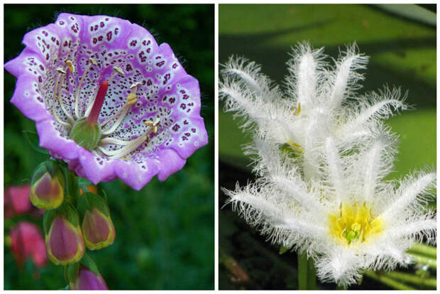 Наперстянка и белая бархатная лилия интересное, красота, флора, цветы