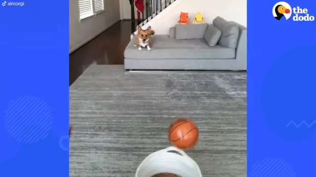 ​Видео: Корги профессионально занимается баскетболом — как собака этому научилась