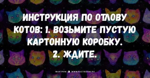 25 самых смешных анекдотов про кошек и котов