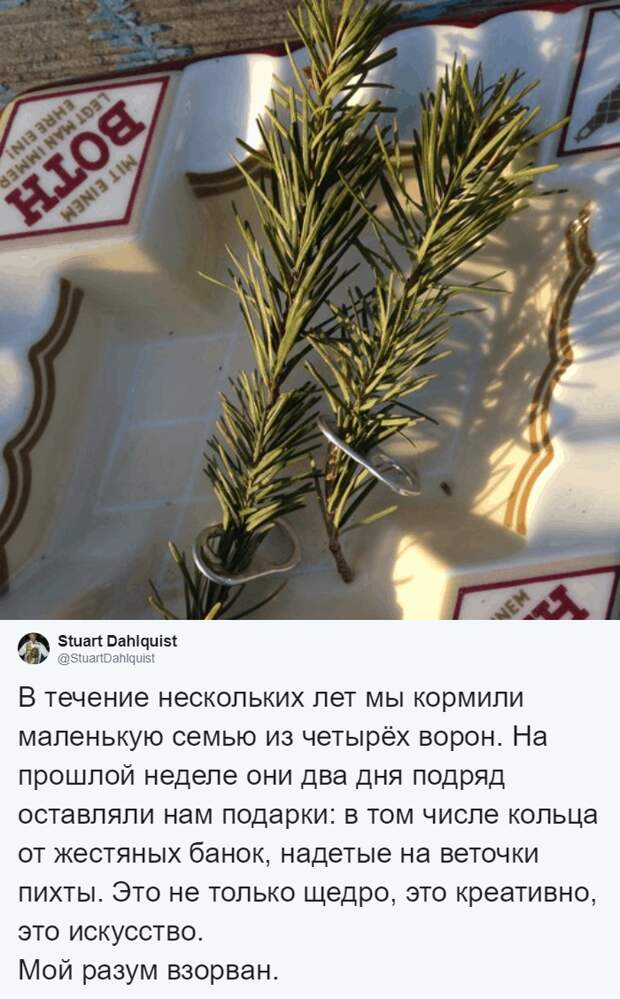 Мужчина четыре года кормил воронью семью, и те принесли ему таинственный дар. Теперь он их… идол?