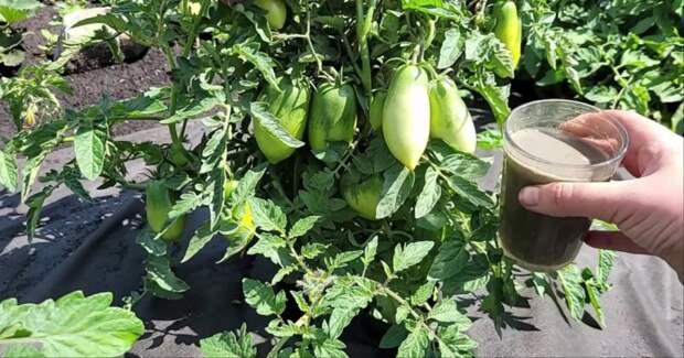 Защищаем посадки от болезней при помощи бюджетного удобрения