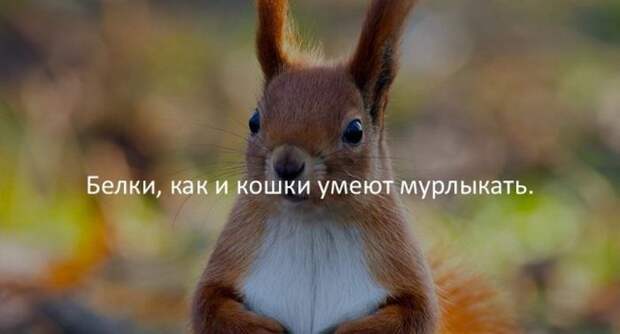 Интересные факты для любознательных (30 картинок)