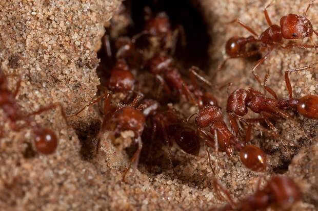 Красный муравей-жнец: 3.0 боль, насекомые, укус